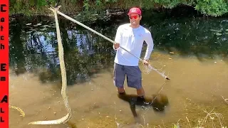 SPEAR FISHING For GIANT SNAKES! **Invasive Pythons in Florida Everglades**