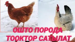 ОШТОГУ ПОРОДА ТООКТОР🐓🐣🐔ТЕЛ: 0550931500