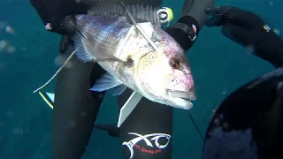 Spearfishing In the Middle of the Winter - Ψαροντούφεκο στην Καρδιά του Χειμώνα ✔