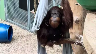 Funnest animal # Kristiansand zoo # entertainment #like #comment #subscribe