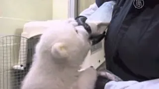 Белого медвежонка-сироту приютили на Аляске