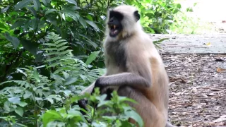 Angry Langur  Monkey SOUNDS