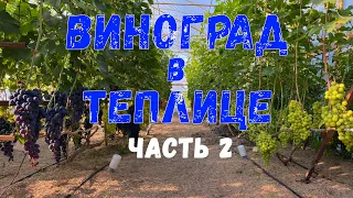 ВИНОГРАД В ТЕПЛИЦЕ часть 2