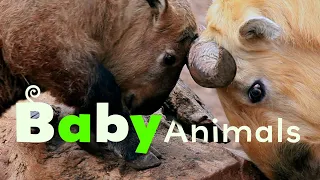 Zoo Babies | Baby Animals | Season 2 Episode 3
