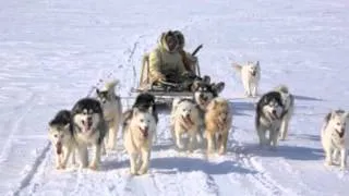 The Chukchi Dog