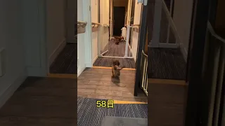 【生後58日】ダックス子犬が必死に追いつこうとしてる姿がかわいい#shorts #ダックスフンド #子犬 #dachshund