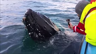 Whale Watching in Skjálfandi Bay, Húsavík, Iceland (2017)