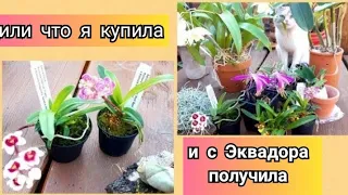 ОРХИДЕИ, обзор новых орхидей 😀 - Каттлея,  Саркохилус, Плейоне, Максиллярия.