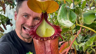 2023 Big Carnivorous Plant Greenhouse Tour - Tropical Side - Jeremiah’s plants