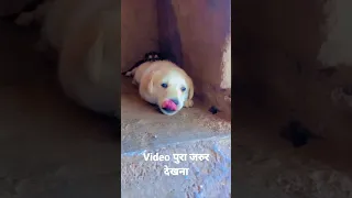 Mana ki Bezubaan Hoon Par Dil Mere Paas bhi #shorts #short #shortvideo #viral #dog