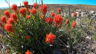 HIKING / Stacker Butte: Wildflowers in Full Display  .:.  Philippi Canyon Bonus Footage