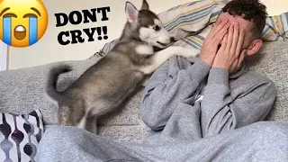 Husky Puppies Cute Reaction To Me Crying Prank! [WITH CAPTIONS] [BEST REACTION EVER!!!]