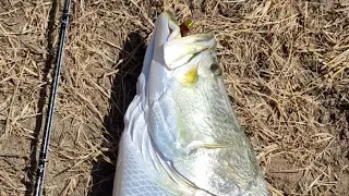 MASSIVE BARRA 98cm