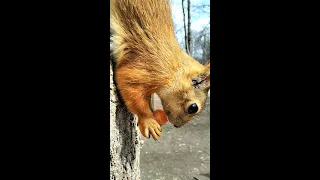 Белка ест морковку / Squirrel eats carrot