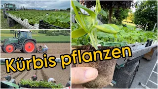 Kürbis pflanzen