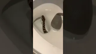 Cobra no Vaso Sanitário Todo Cuidado é Pouco