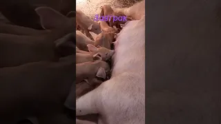 Свиноматки кормят поросят