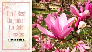 Top 5 Best Magnolias for Cold Climates | NatureHills.com