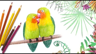 Птички, урок для детей 5-8 лет, цветные карандаши