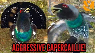 THEY MADE THE CAPERCAILLIE AGGRESSIVE IN THE HUNTER CALL OF THE WILD AND IT'S THE BEST THING EVER!