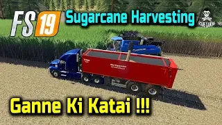 Farming Simulator 19 | FS19 | Sugarcane Harvesting with Latest Sugarcane Harvester Mod | Timelapse