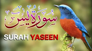Surah Yaseen 5 Times Repeat | Episode 33 | quran tilawat | سورة يس | surah yasin full hd complete