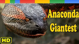 Anaconda Documentary - The Giant Monster - Nat Geo Wild Documentary HD