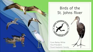 Birds of the St  Johns River
