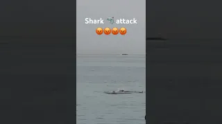 No way shark 🦈 attack 😳😳😳😳#egypt