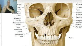 Anatomy of head and neck module in Arabic 3 (Norma frontalis , part 2) , by Dr. Wahdan