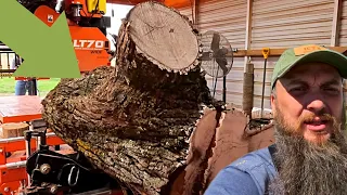 Black Gold Crotch Walnut-Better Than MONEY In The Bank!