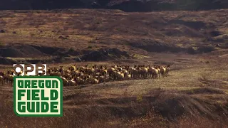 Thousands Of Elk Make Mount St. Helens Home