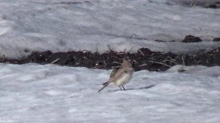 Horned Lark Singing