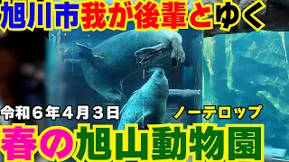 【春の旭山動物園その１～前職後輩とゆく】令和６年４月３日ノーテキスト（テロップ）