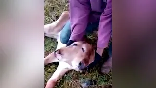 Calf born with TWO faces stuns workers on farm in Brazil