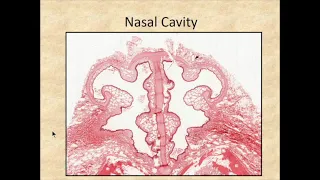 Histology of the respiratory system- Olfactory epithelium