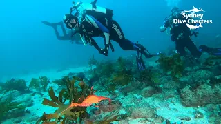 Dive Sydney scuba diving Weedy Seadragon divers Bluefish Point best dive site