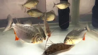 PIRANHA FEEDING, Piranha vs Shrimp (LIVE FEEDING)