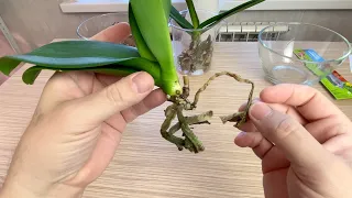 орхидея почти без корней как лучше пересадить / пересадка орхидей после магазина