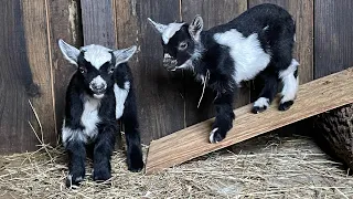 Nigerian Dwarf Goat Siblings Enjoying Their Teeter Totter