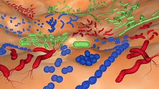 Le caratteristiche della cellula procariote