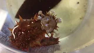 Sea Cucumber Creature Feature