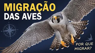 Os segredos da MIGRAÇÃO DAS AVES!