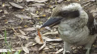Slow Motion of Kookaburra swooping on a yabbie