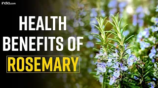 Health Benefits of Rosemary:From improving eye health to repair liver Rosemary is a miraculous shrub
