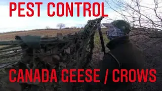 pest control Canada goose /crows