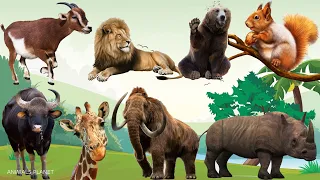 Bustling animal world sounds: Bear, Lion, Gaur, Squirrel, Goat, Elephant, Giraffe, Rhinoceros