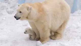 У белых медведей Кая и Герды родилась двойня!