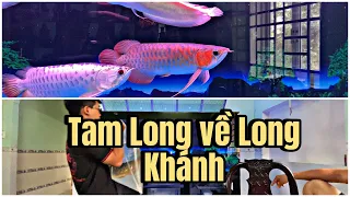 Giao Cá Rồng về Long Khánh Cho Cô Chú Mới Chơi | Hồ Cộng Đồng Thập Cẩm 2023 | Hoàng Cá Rồng