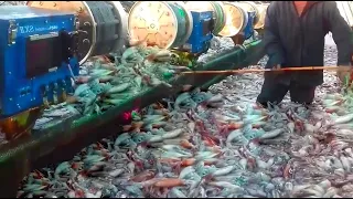 Amazing Automatic Squid Fishing Videos - Squid Fishing Vessel, Catching Hundreds Tons Squid on Sea